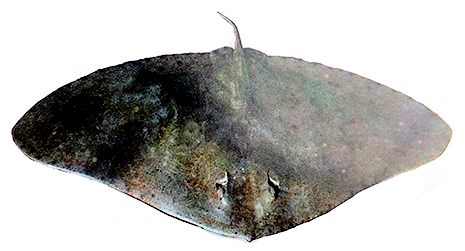 Gymnura altavela_025408.jpg